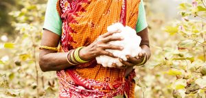 Beskuren bild av kvinna på bomullsfält, fokus på hennes händer som håller i bomull