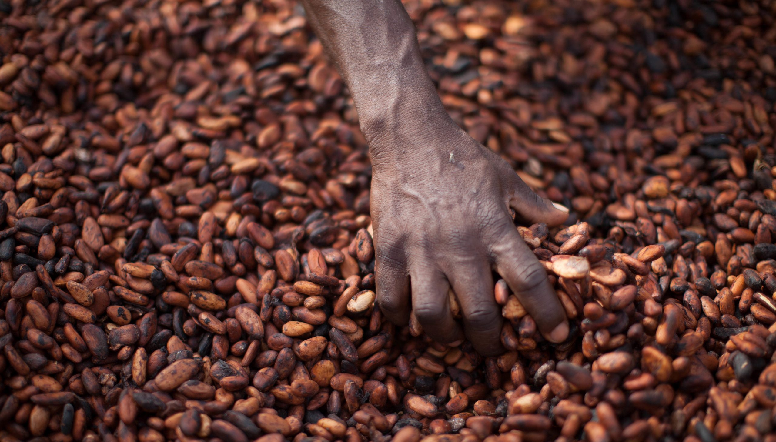 Nya Fairtrade-kriterier för odlare i familjejordbruk