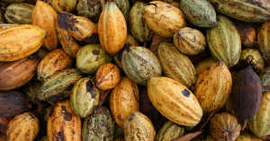 Kakaofrukter