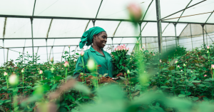 Rosodlare i Kenya med rosor i famnen