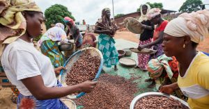 Kakaoodlare i Elfenbenskusten