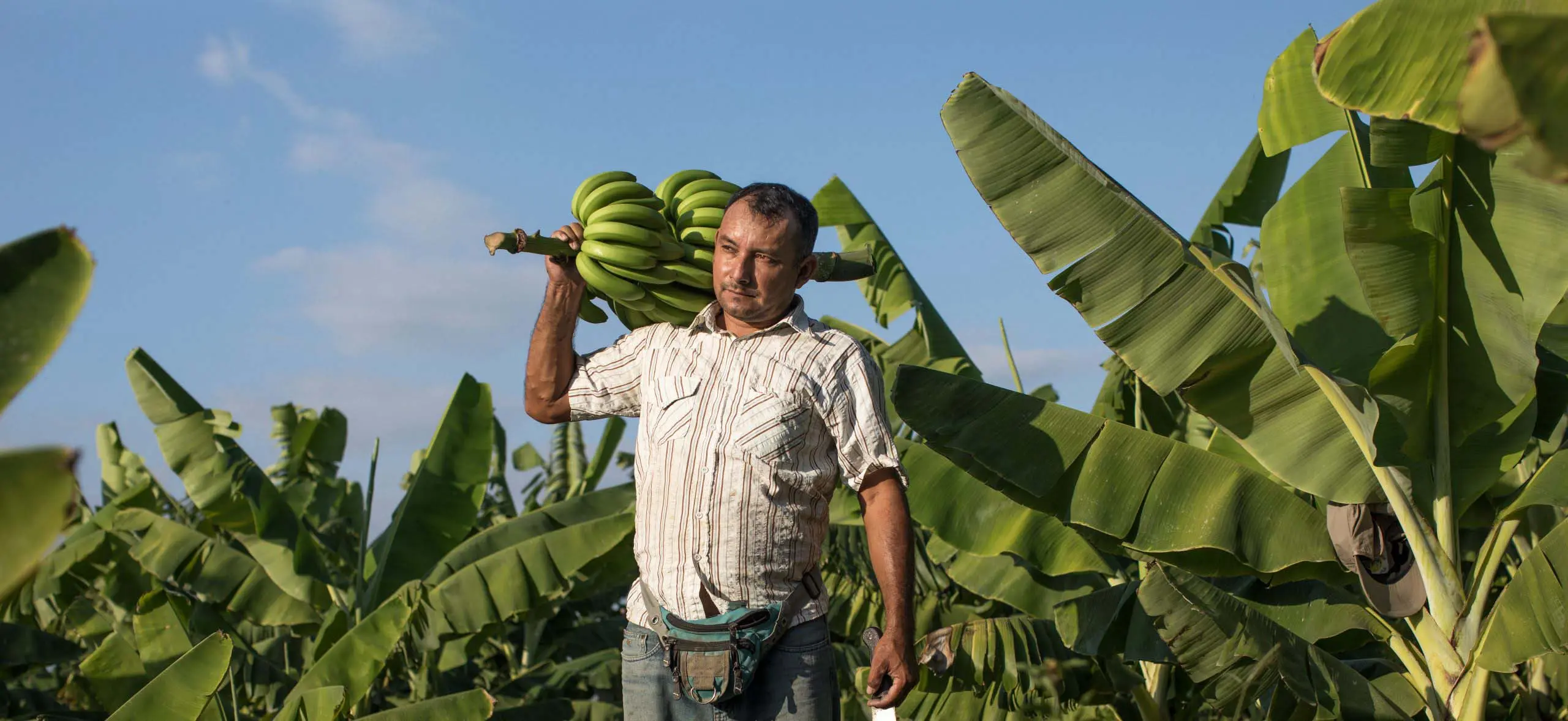 Bananodlare på plantage