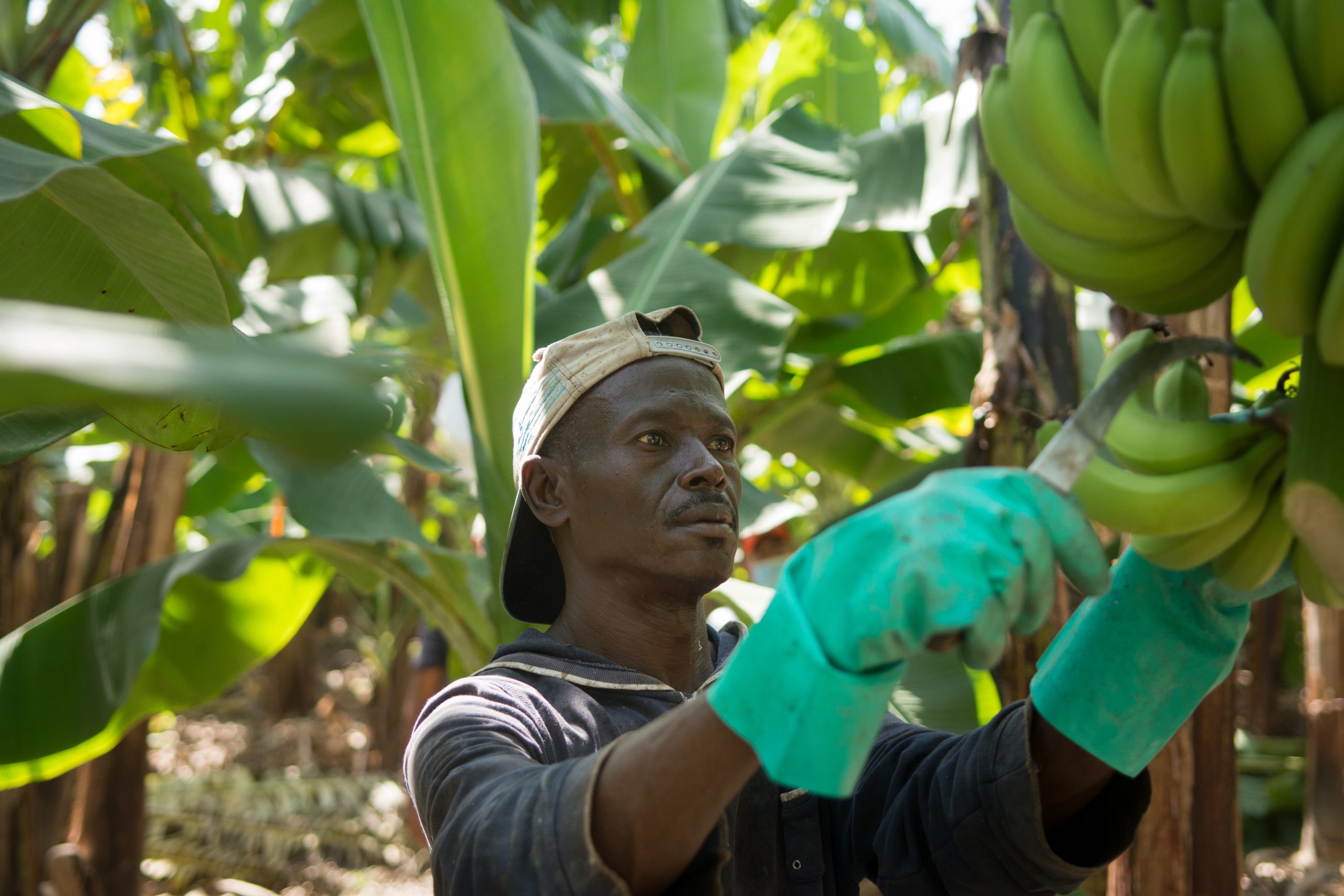 Ökade kostnader slår hårt mot bananodlare – därför höjer Fairtrade minimiersättningen