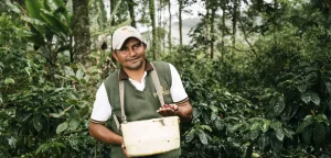 Man på kaffeplantage håller kaffebär i handen