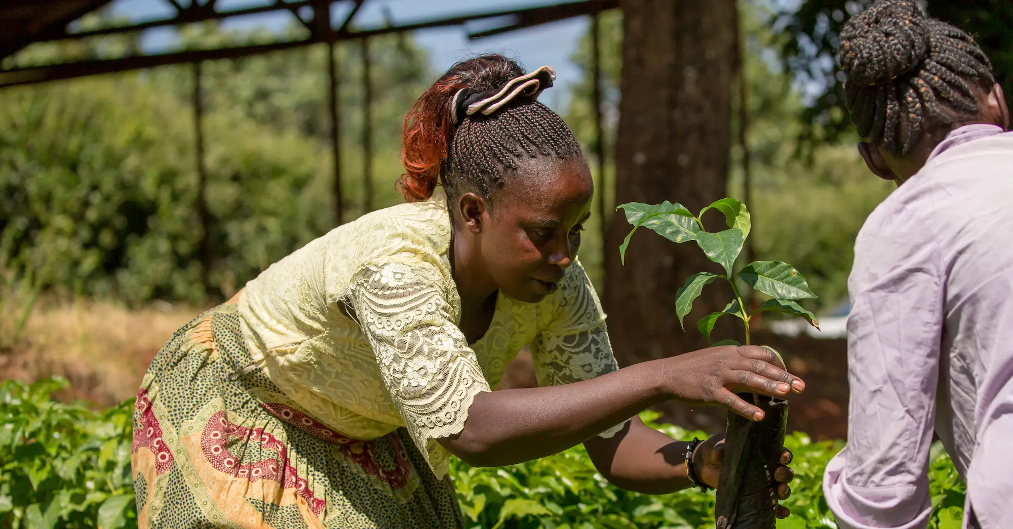 Två kvinnor hanterar kaffeplantor.